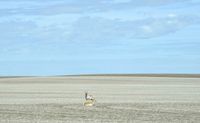 Pronghorns in the area - Saskatchewan